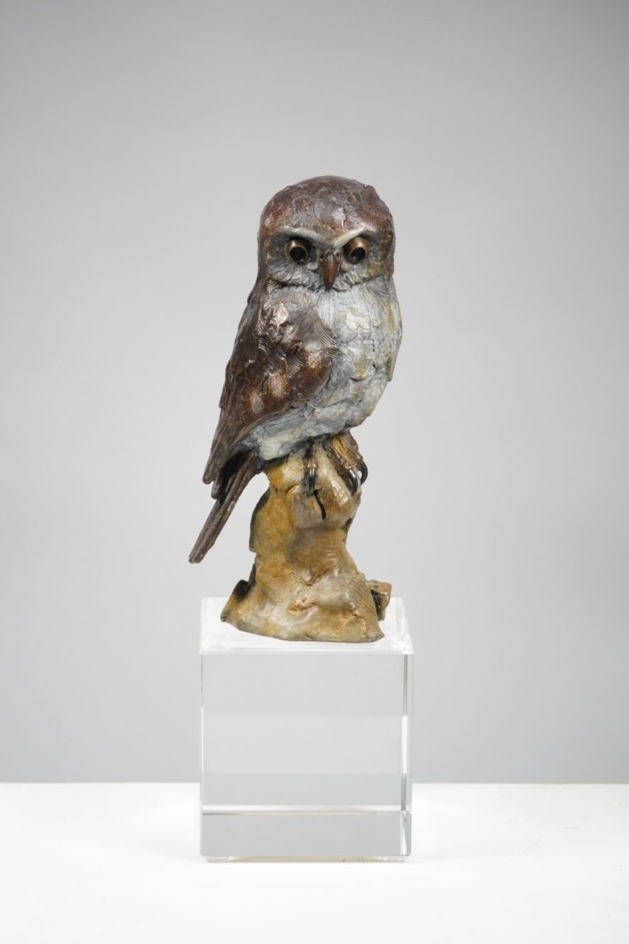 bronze pearl spotted owl