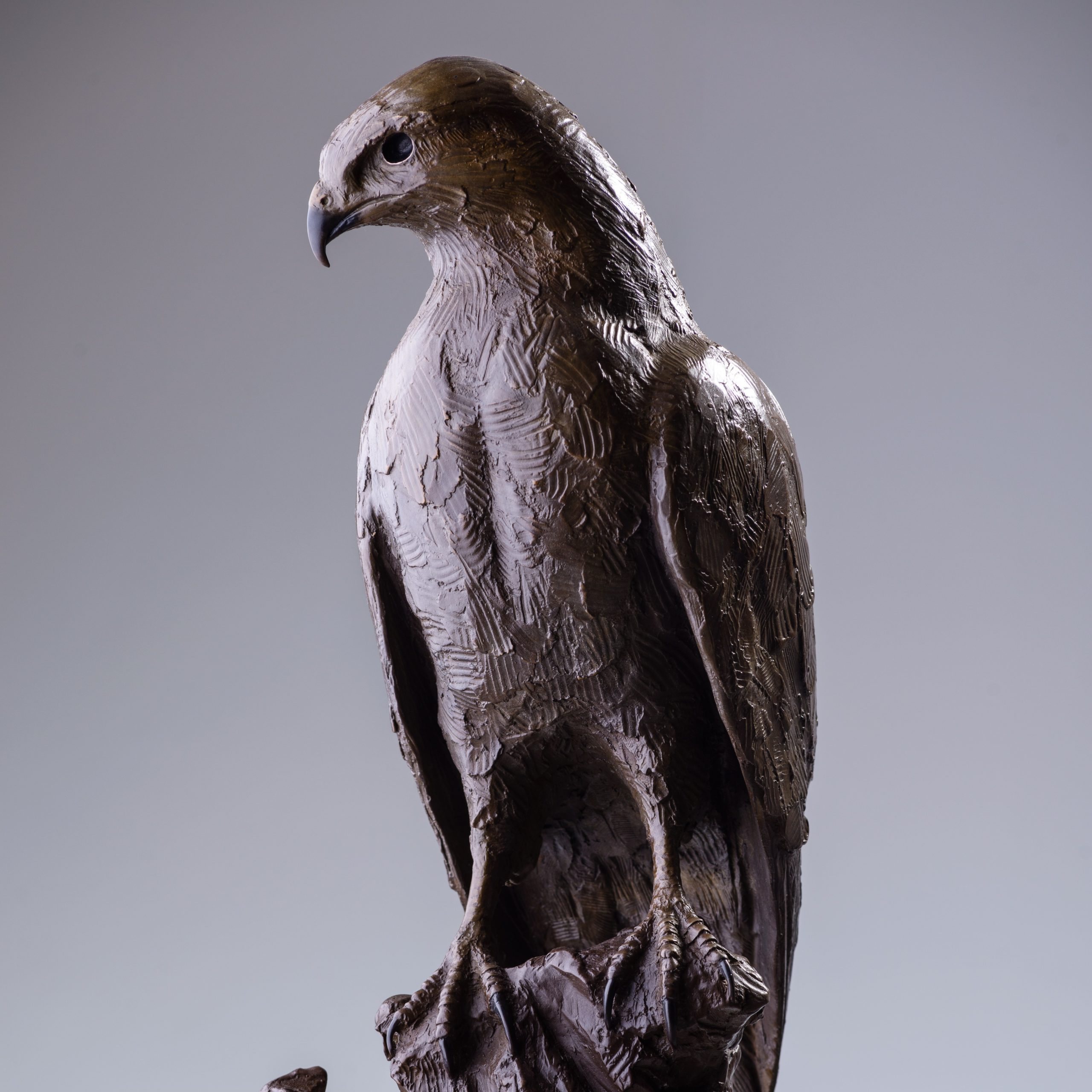 bronze steppe buzzard